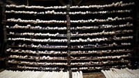 Awal-awalnya ada usaha pembuatan kerupuk ini diproduksi dari ikan manyung sebagai bahan baku utama kerupuknya. Kini, tak hanya jumlah pengusahanya yang bertambah, varian kerupuk juga kian semakin beragam.