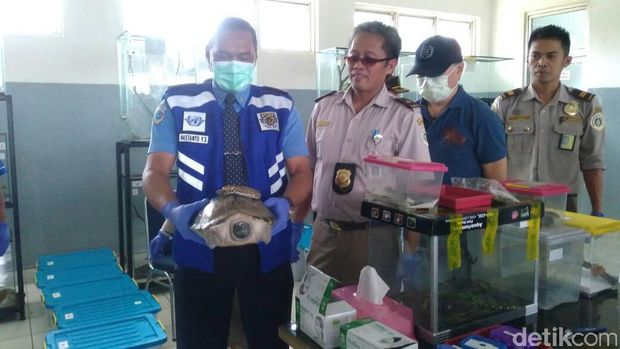 Petugas BBKP menunjukkan kura-kura moncong babi