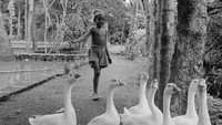 Seorang bocah di Bali tahun 1956, tengah menggiring angsa di pinggir sawah. Three Lions/Getty Images.