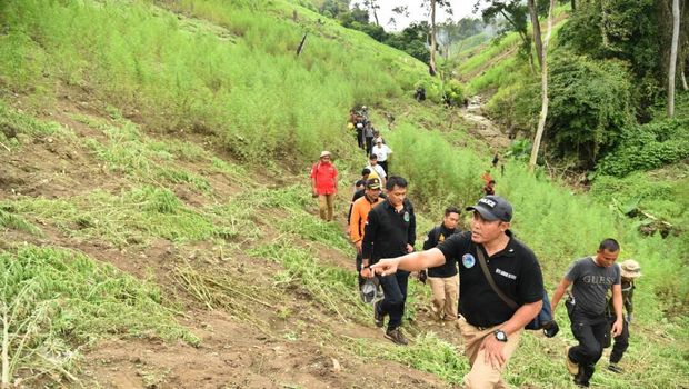 Polisi membelah hutan untuk menemukan ladang ganja. Foto: Foto: Istimewa