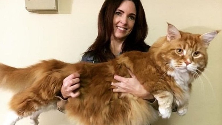 Panjangnya 120 Cm, Omar Kemungkinan Kucing Terpanjang di Dunia Panjangnya 120 Cm, Omar Kemungkinan Kucing Terpanjang di Dunia