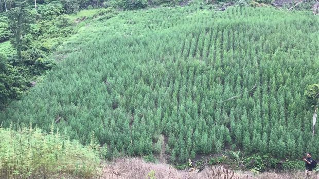 Ladang ganja di Aceh