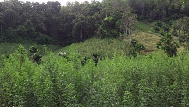 Polisi menggandeng Deputi Penginderaan Jarak Jauh Lapan untuk mendeteksi ladang ganja.