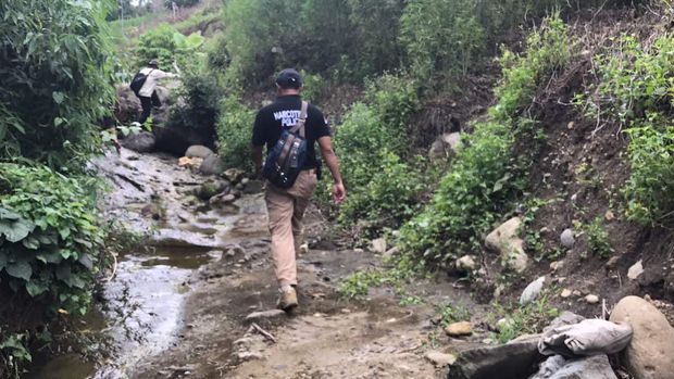 Tanaman ganja biasanya ditanam di perbukitan dekat sungai.