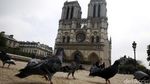 Berwisata di Notre Dome Paris