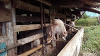 Sebagian warga sedikit mempercantik rumah Belanda itu dengan cat dan menata halaman depannya dengan tanaman. Ada pula kambing yang dipelihara warga dan disebut dengan embe (kambing) bule (Hakim Ghani/detikTravel)