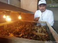 Peternakan Telur Puyuh
