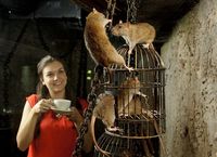 Mau Minum Kopi Sambil Main dengan Tikus? Mampir Saja ke Kafe Ini