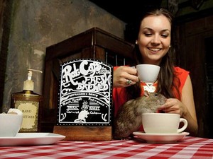 Mau Minum Kopi Sambil Main dengan Tikus? Mampir Saja ke Kafe Ini