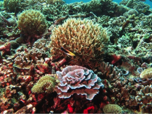 Pemenang Morotai Underwater Photo Contest 2017