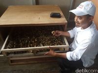 Mengupas Rupiah dari Bisnis Telur Puyuh