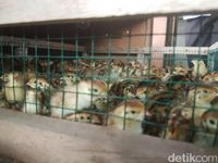 Mengupas Rupiah dari Bisnis Telur Puyuh