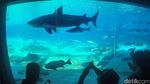 Sea World Australia, Dari Hiu Sampai Naik Helikopter