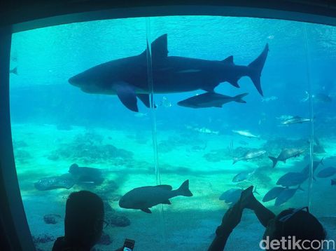 Hiu di Shark Bay (Fitraya/detikTravel)