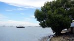 Aneka Spot Foto Kekinian di Pantai Pohon Cinta