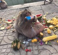 Monyet Seberat 27 Kg Ini Alami Obesitas karena Diberi Makan <i>Junk Food</i>