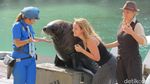 Sea World Australia, Dari Hiu Sampai Naik Helikopter