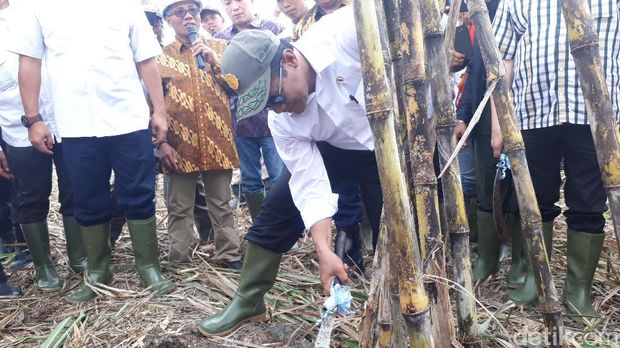 Mentan Amran panen tebu di Ogan Komering Ilir