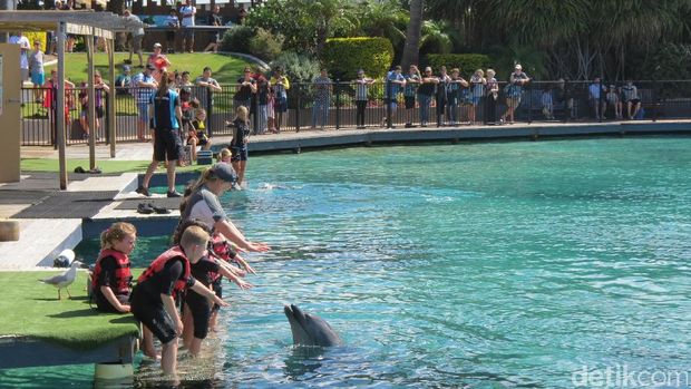 Aneka lumba-lumba di Sea World, Gold Coast (Fitraya/detikTravel)