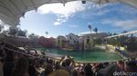 Sea World Australia, Dari Hiu Sampai Naik Helikopter