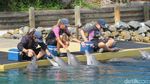 Sea World Australia, Dari Hiu Sampai Naik Helikopter