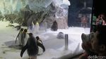 Sea World Australia, Dari Hiu Sampai Naik Helikopter