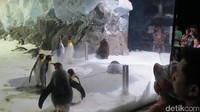 Hewan yang paling duluan kita jumpai adalah Penguin Encounter, kandang indoor berisi aneka penguin lucu dari beberapa spesies. Wisatawan bisa melihatnya berenang dari akuarium atau melihatnya bermain dari atas akuarium (Fitraya/detikTravel)