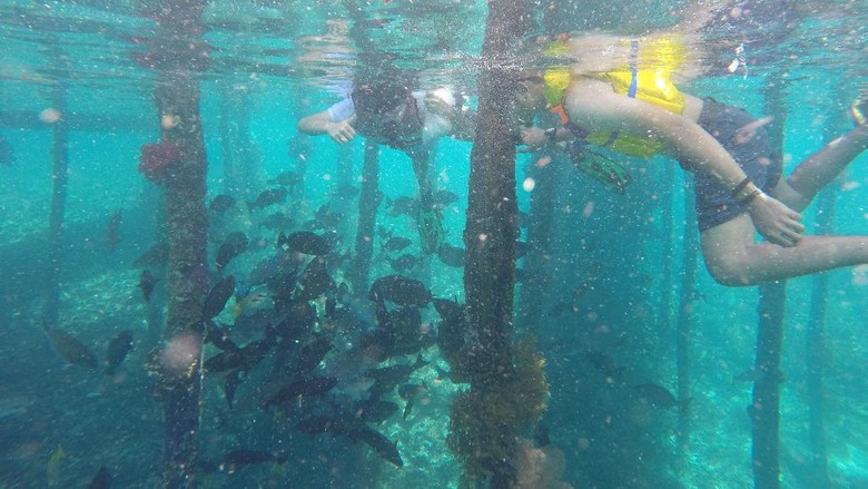 Snorkeling Sauwandarek Snorkeling di Desa Sauwandarek, Raja Ampat