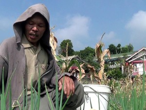 Didin Dibui karena Cacing Hutan, Tanaman Jagungnya Telantar