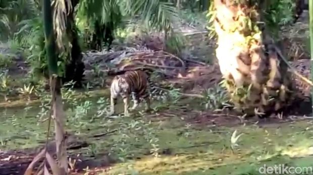 Harimau Sumatera terlihat di kebun sawit warga