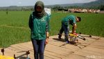 Petani Purbalingga Manfaatkan Drone untuk Proses Pemupukan