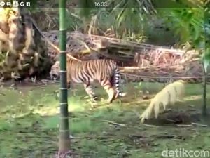 Harimau Sumatera Terlihat Berkeliaran di Kebun Sawit di Riau