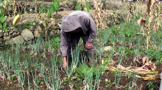 Didin Dibui karena Cacing Hutan, Tanaman Jagungnya Telantar