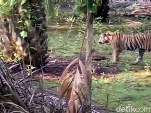 Harimau yang Masuk Kampung di Riau Diperkirakan Berusia 4 Tahun