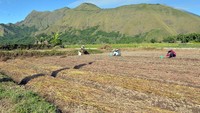 Dalam rangka membangun kejayaan Sembalun sebagai salah satu sentra bawang di Indonesia, khususnya daerah Sembalun, Lombok Timur memiliki potensi yang sangat luar biasa untuk dikembangkan menjadi sentra bawang putih.  Foto: dok. Kemendes PDT