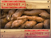 Impor Singkong -Tapioka Mau Dipajaki Agar Petani Tak Merana