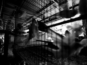 Berburu Burung di Pasar Hobby