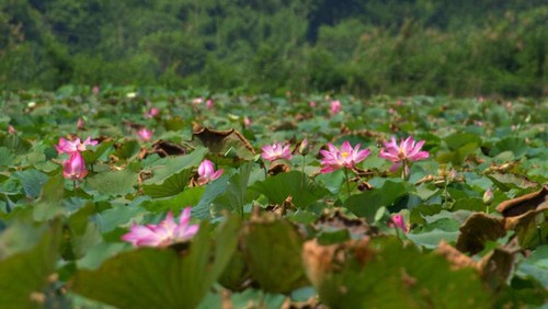Danau lotus di Manggarai Timur