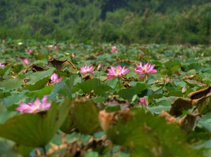 Rana Tonjong, Danau Teratai Terbesar Kedua di Dunia Ada di Manggarai Timur
