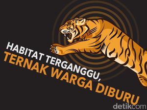 Harimau Berkeliaran di Kebun Sawit di Riau