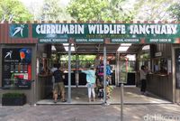 Currumbin Wildlife Sanctuary (Fitraya/detikTravel)