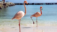 Di peringkat kedua ada Aruba yang dikunjungi 1,1 juta turis per tahun. Sedangkan warganya hanya 111 ribu (Thinkstock)
