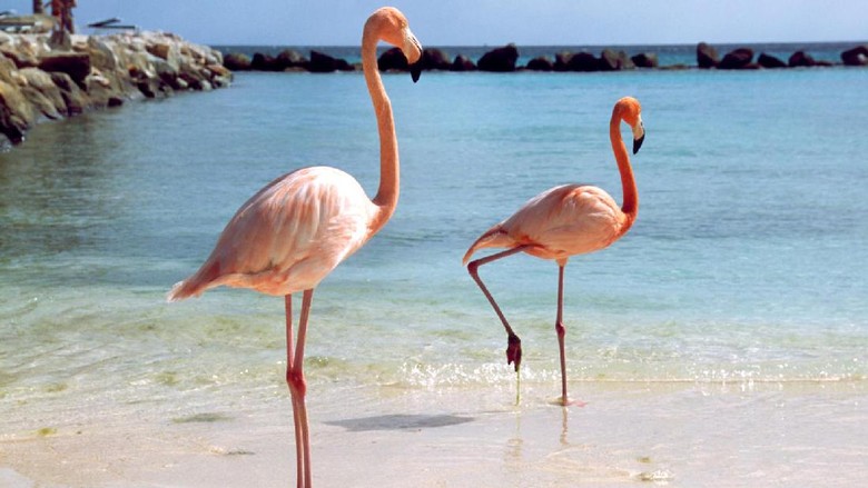 Flamingo di Aruba burung