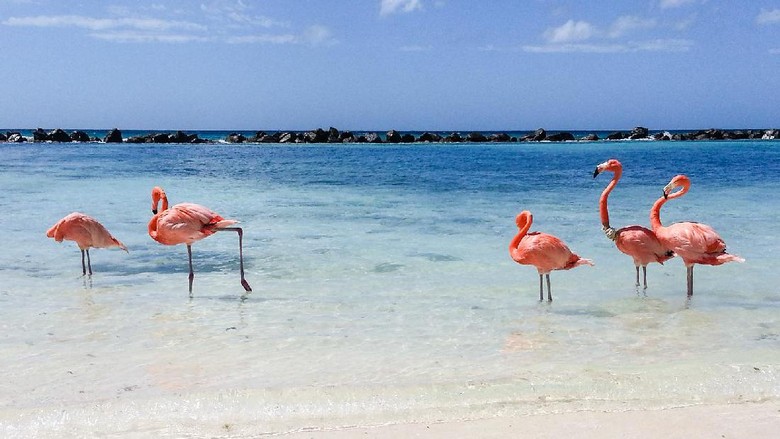 Ilustrasi burung flamingo (Thinkstock) Ilustrasi burung flamingo (Thinkstock)