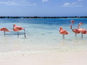 Ternyata Ini Alasan Flamingo Berwarna Pink, Pengaruh Makanan?