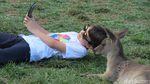 Selfie Bareng Kanguru dan Koala di Gold Coast