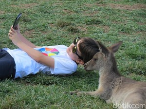 Seru! Kanguru di Kebun Binatang Ini Bisa Diajak Selfie