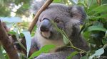 Selfie Bareng Kanguru dan Koala di Gold Coast
