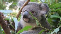 Foto: Kandang paling depan adalah koleksi koala. Kita bisa melihat hewan-hewan lucu ini bermalas-malasan di pohon eucalyptus. Mengunyah daun atau malah tidur dengan nyenyaknya. Imut banget (Fitraya/detikTravel)