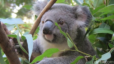 Selfie Bareng Kanguru dan Koala di Gold Coast